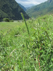 Phleum montanum