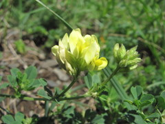 Medicago glomerata