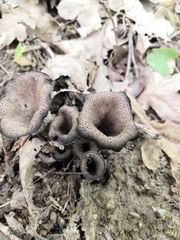 Craterellus