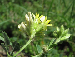Medicago glomerata