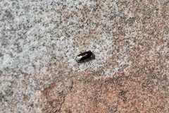 Geocoris uliginosus