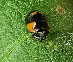 Adalia bipunctata