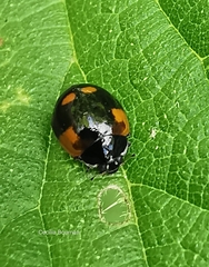 Adalia bipunctata