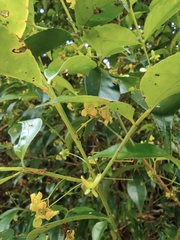 Euonymus centidens