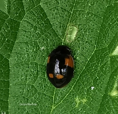 Adalia bipunctata