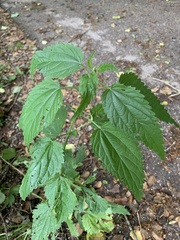Urtica dioica