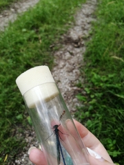 Calopteryx splendens