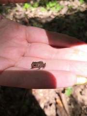 Bufo verrucosissimus