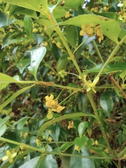 Euonymus centidens