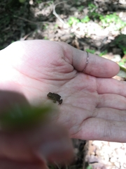 Bufo verrucosissimus