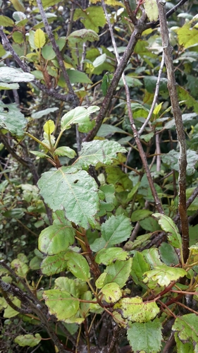Aristotelia serrata, photograph 1
