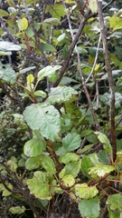 Aristotelia serrata, photograph naturewatchwidow, CC BY, iNaturalist via GBIF