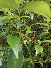 Euonymus centidens