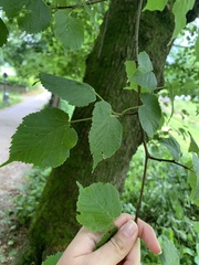 Tilia