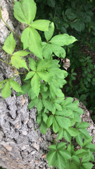 Parthenocissus quinquefolia