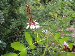 Staminodianthus racemosus