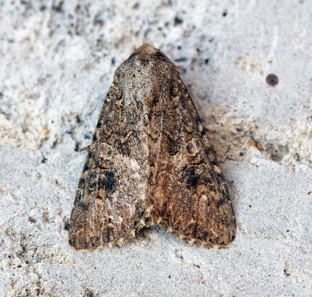 Hadula trifolii