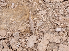 Liolaemus poconchilensis