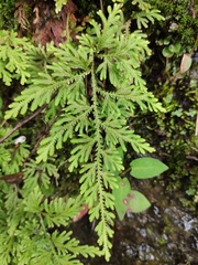 Selaginella moellendorffii