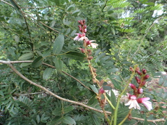 Staminodianthus racemosus