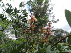 Staminodianthus racemosus