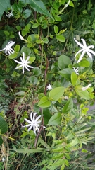 Jasminum multipartitum