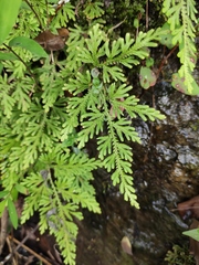 Selaginella moellendorffii