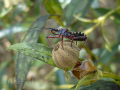 Rhynocoris cuspidatus