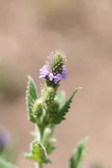 Verbena macdougalii