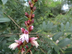 Staminodianthus racemosus