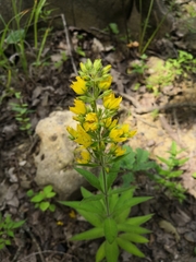 Lysimachia verticillaris