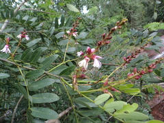 Staminodianthus racemosus