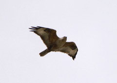 Buteo hemilasius