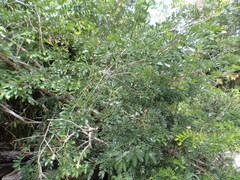 Staminodianthus racemosus