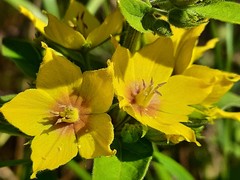 Lysimachia verticillaris