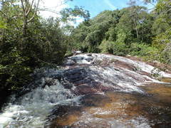 Staminodianthus racemosus
