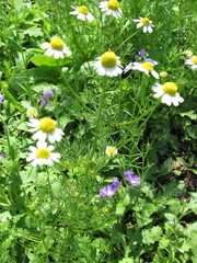 Matricaria