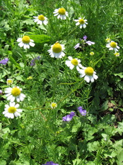Matricaria