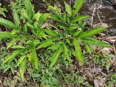 Amorphophallus kiusianus