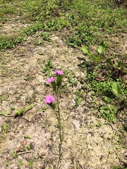 Dianthus armeria