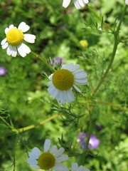 Matricaria
