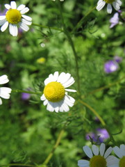 Matricaria