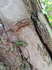 Buprestis striata