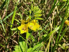 Lysimachia verticillaris