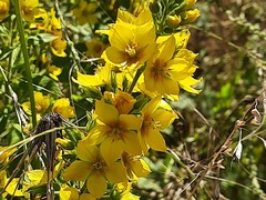 Lysimachia verticillaris