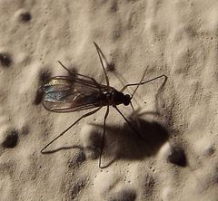 Sciaridae