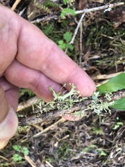 Tuckermanopsis subalpina