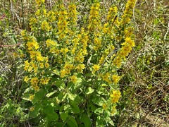 Lysimachia verticillaris