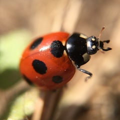 Coccinella septempunctata