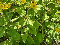 Lysimachia verticillaris